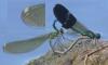 Calopteryx xanthostoma